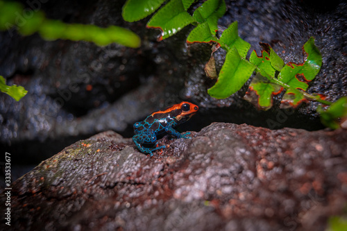 Ranitomeya amazonica, Baumsteigerfrösche photo