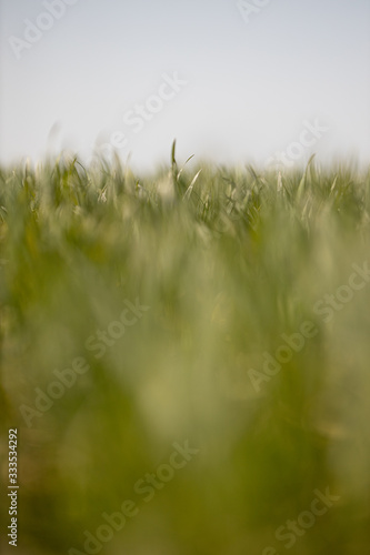 corn field 