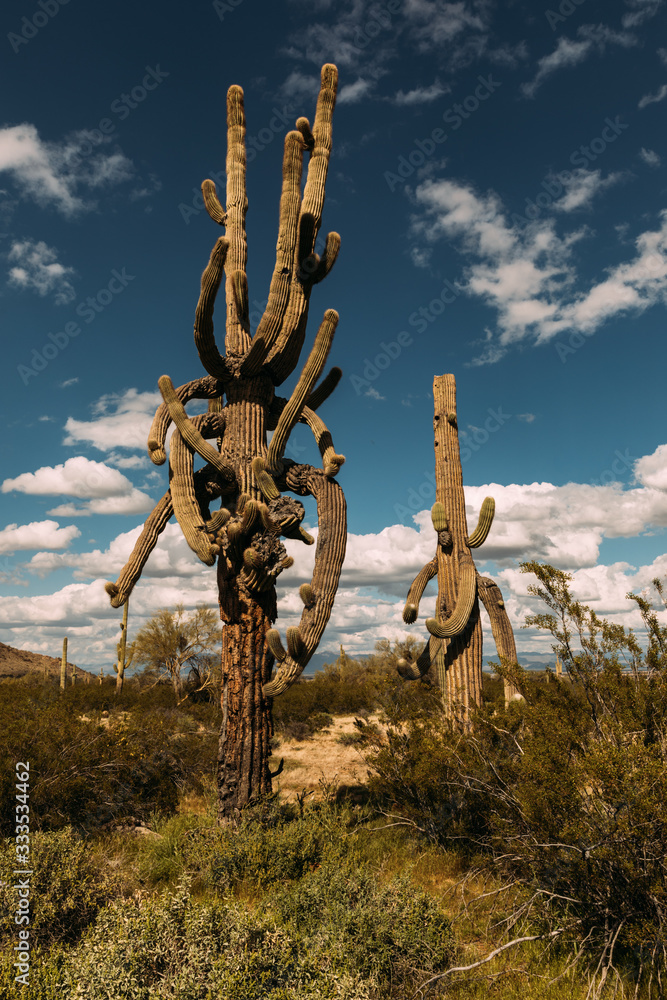 cactus in the desert, San Tan Arizona