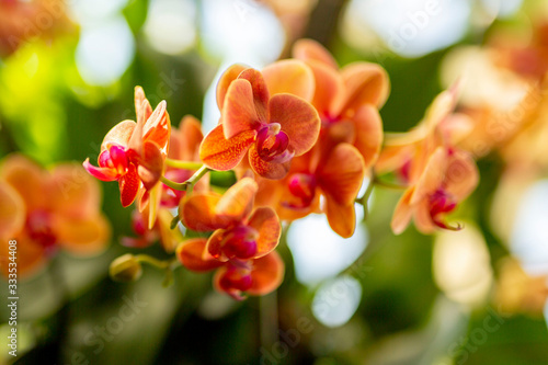 Orange Orchids