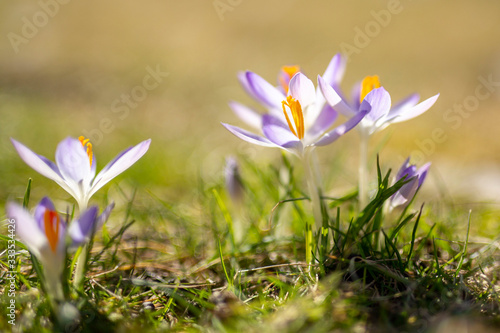 Purple Crocuses