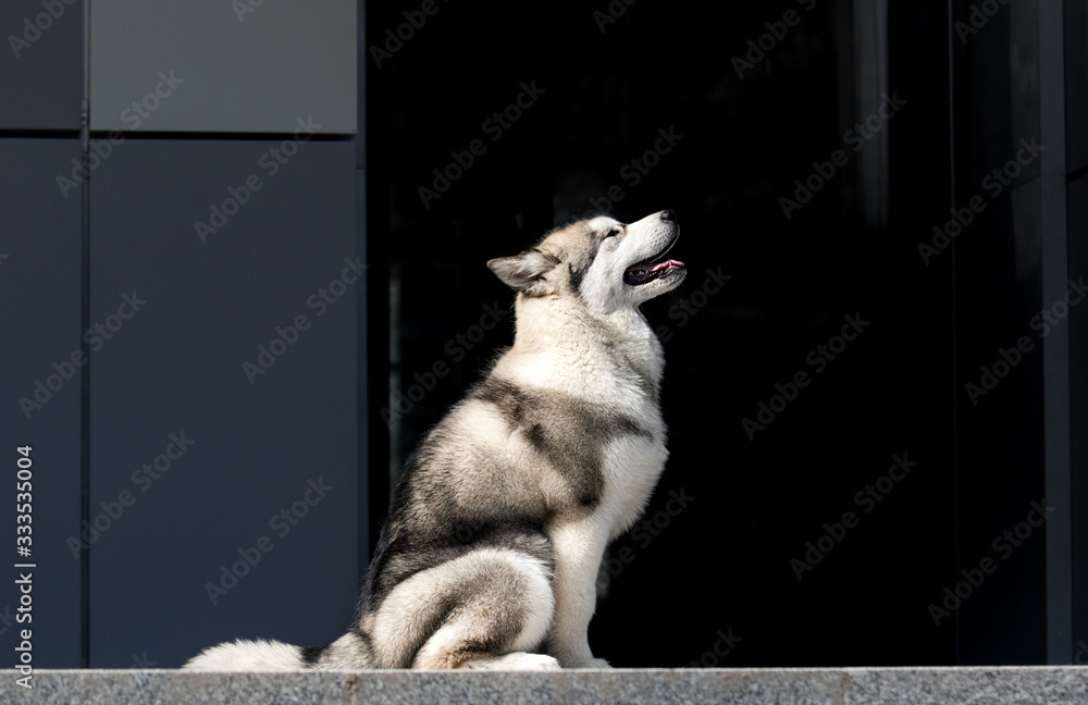 Fototapeta premium puppy sits sideways, alaskan malamute