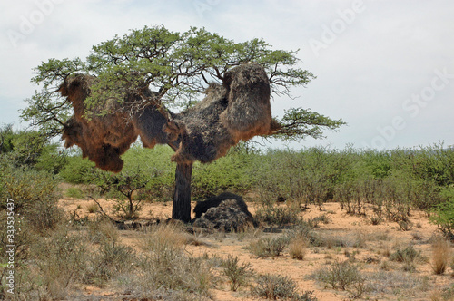 a large social weaver nest on a tree in the Northern Cape  South Africa