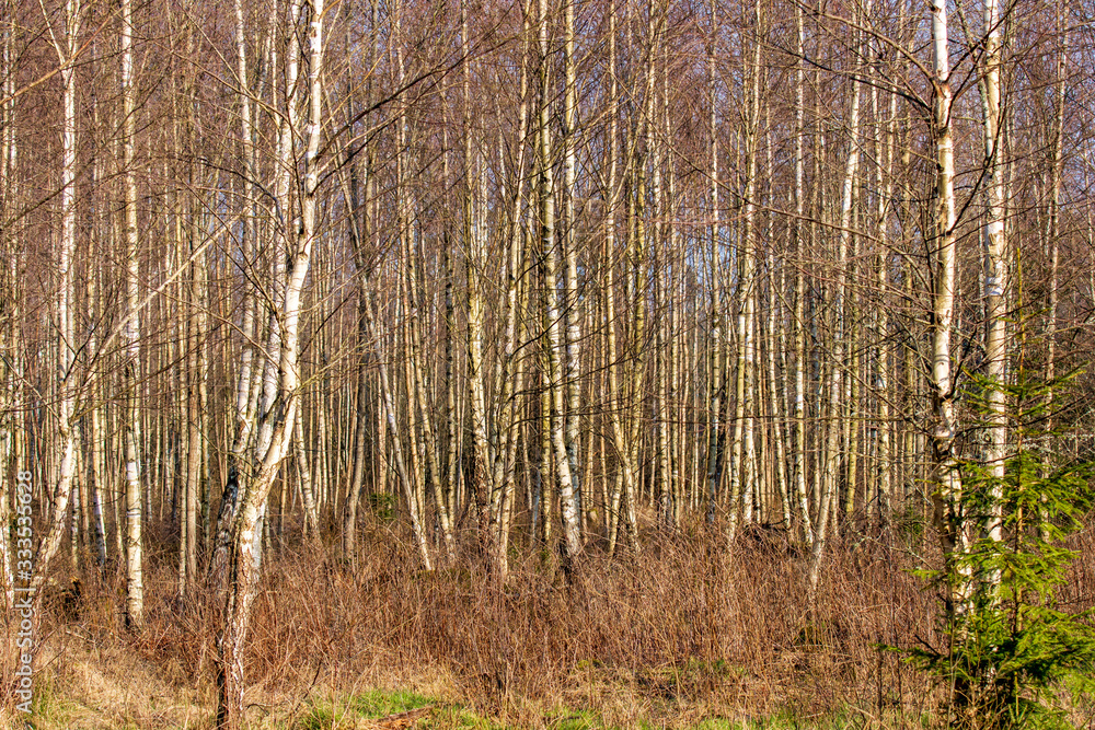Fototapeta premium trees in forest