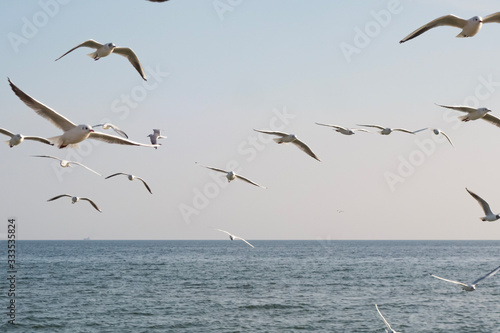 Seagulls and pigeons on the seashore on the beach on a sunny spring day.