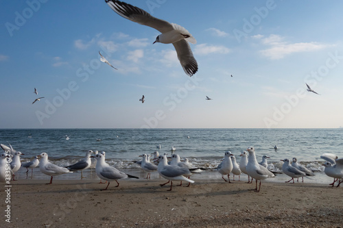Seagulls and pigeons on the seashore on the beach on a sunny spring day.