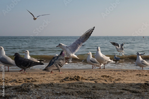 Seagulls and pigeons on the seashore on the beach on a sunny spring day. © Виктор Кеталь