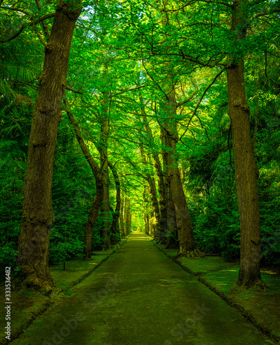 Beautiful green footpath through green park  Acores