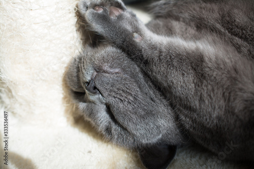 Tired British Blue Cat Sleeping On The Floor photo