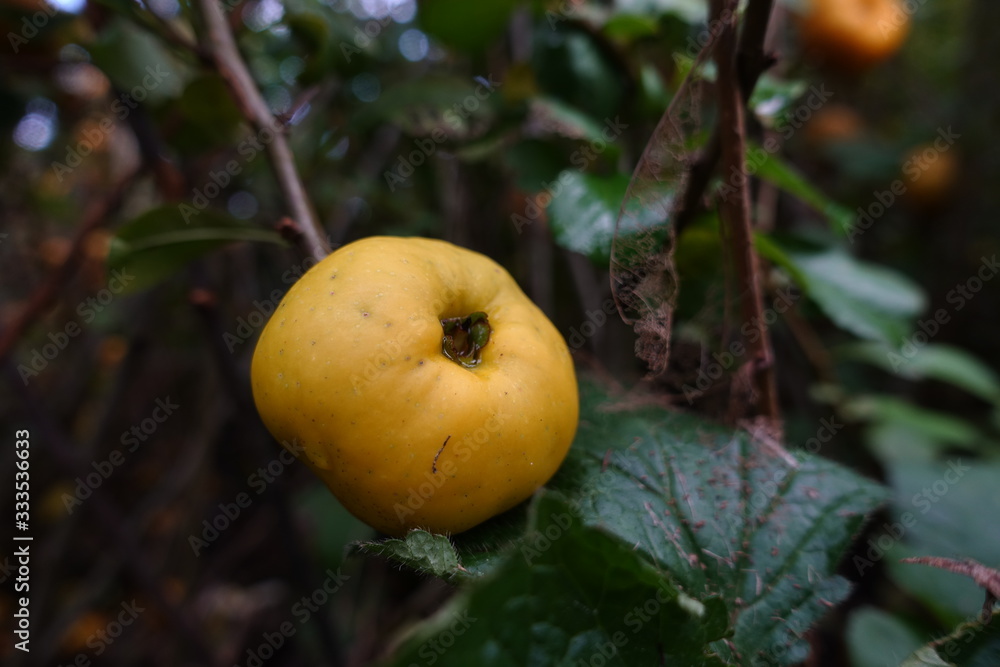 yellow autumn apples on a branch