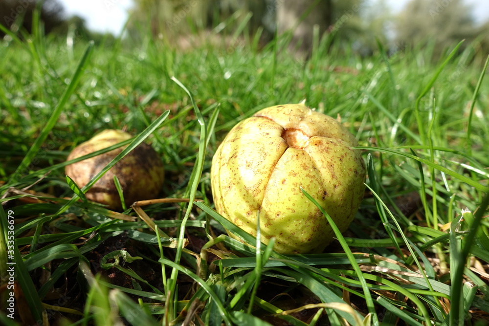 Chestnut in the grass in sunlit dew Chestnut in the grass in sunlit dew