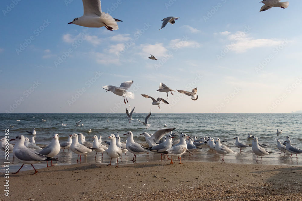 Seagulls and pigeons on the seashore on the beach on a sunny spring day.