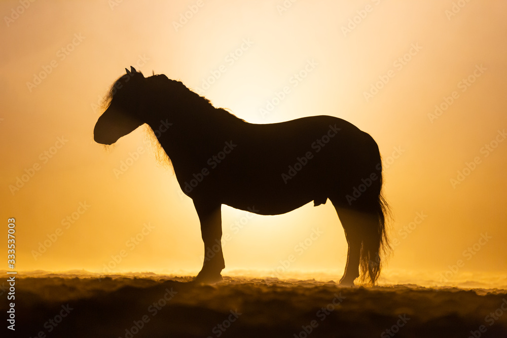 Side profile of a Shetland pony in smokey setting standing in orange dramatic light Side profile of a Shetland pony in smokey setting standing in orange dramatic light