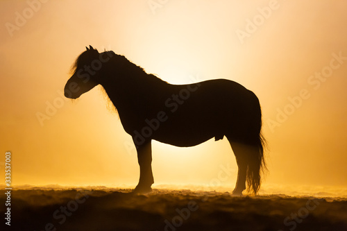 Side profile of a Shetland pony in smokey setting standing in orange dramatic light