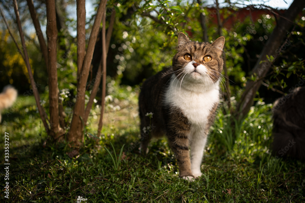 portrait of a tabby white british shorthair cat standing on meadow surrounded by plants looking curiously