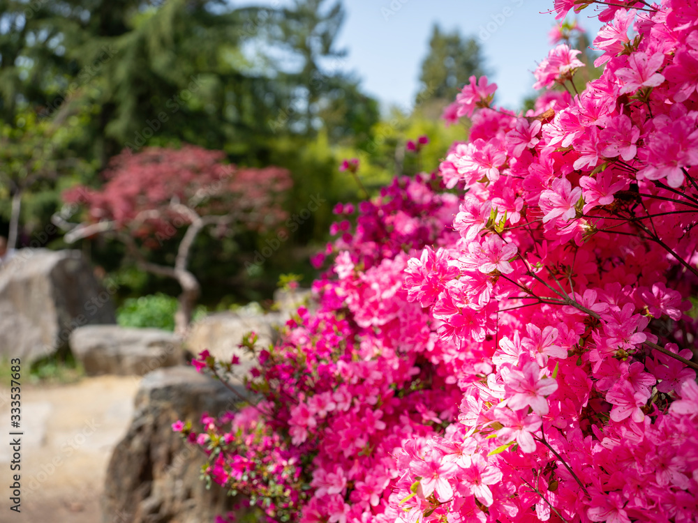 Obraz premium jardin japonais