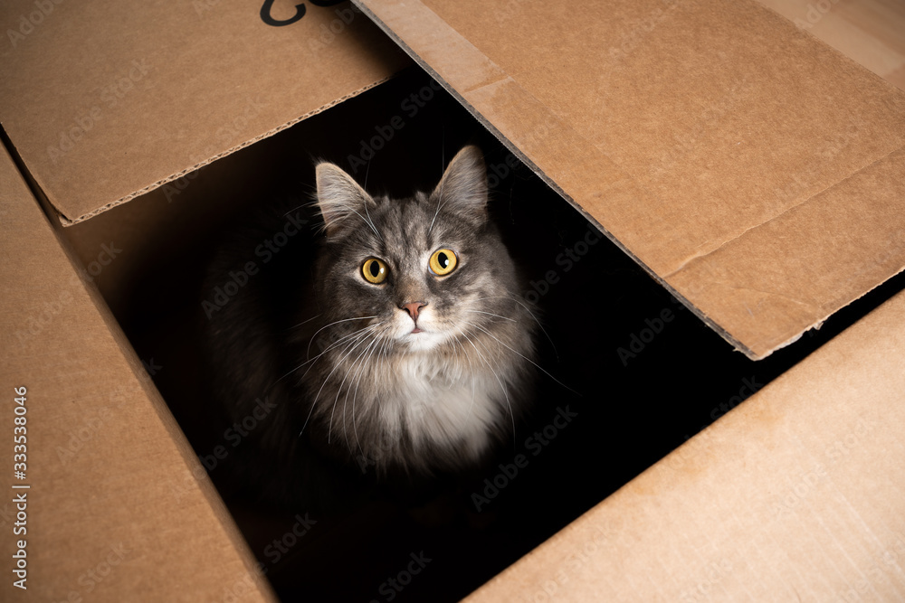 cute maine coon cat sitting inside of cardboard box looking up at camera