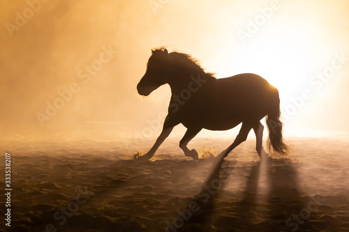 Shetland pony in smokey setting running in orange dramatic light © LauraFokkema
