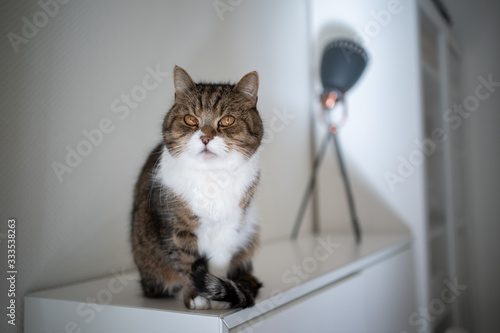 Obraz na plátně tabby white british shorthair cat sitting on cupboard