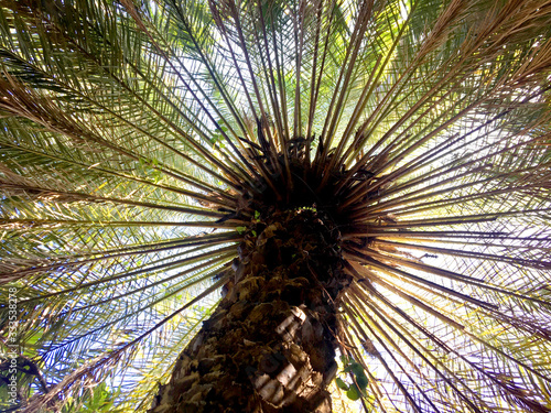 Palmkrone von unten - Yucatan - Mexico