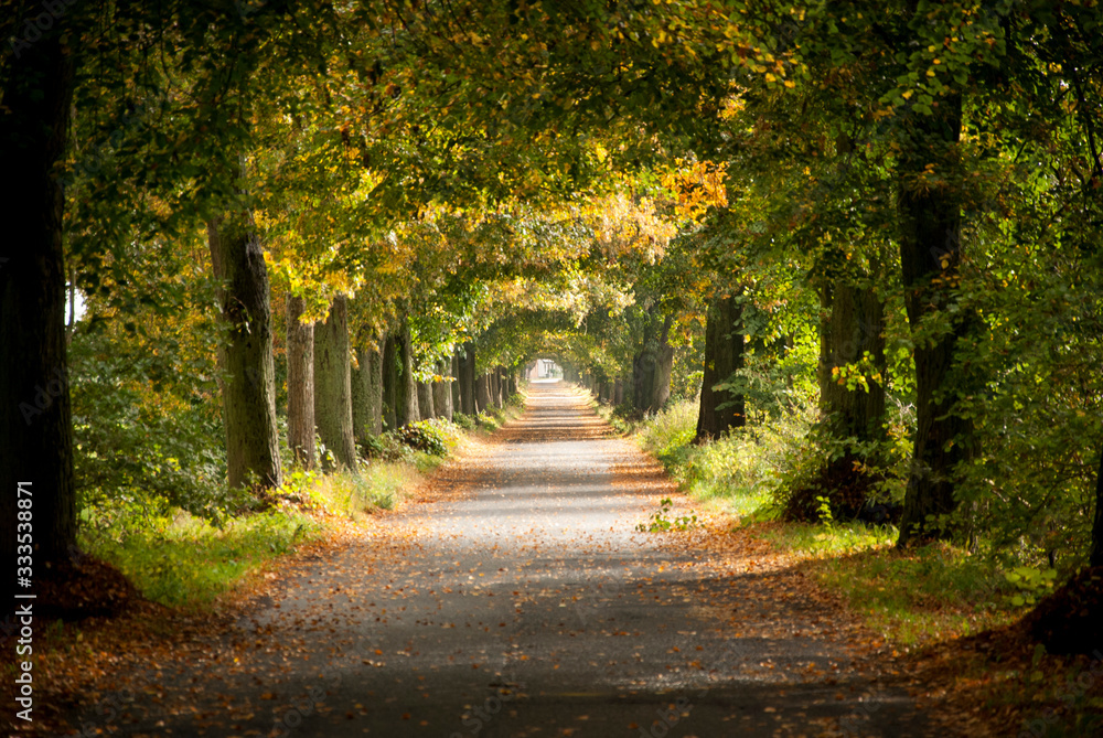 Naklejka premium Droga