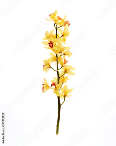 Yellow Cymbidium Orchid on white background © Colin
