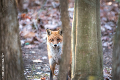 Wild Red Fox peeking from behind a tree in a Maryland forest