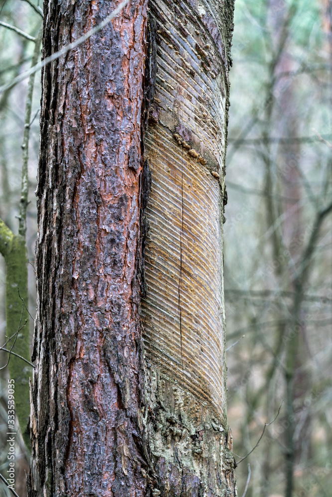 Fototapeta premium Extraction of pine resin: partially decorticated pine tree trunk