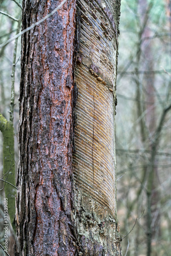 Extraction of pine resin: partially decorticated pine tree trunk photo