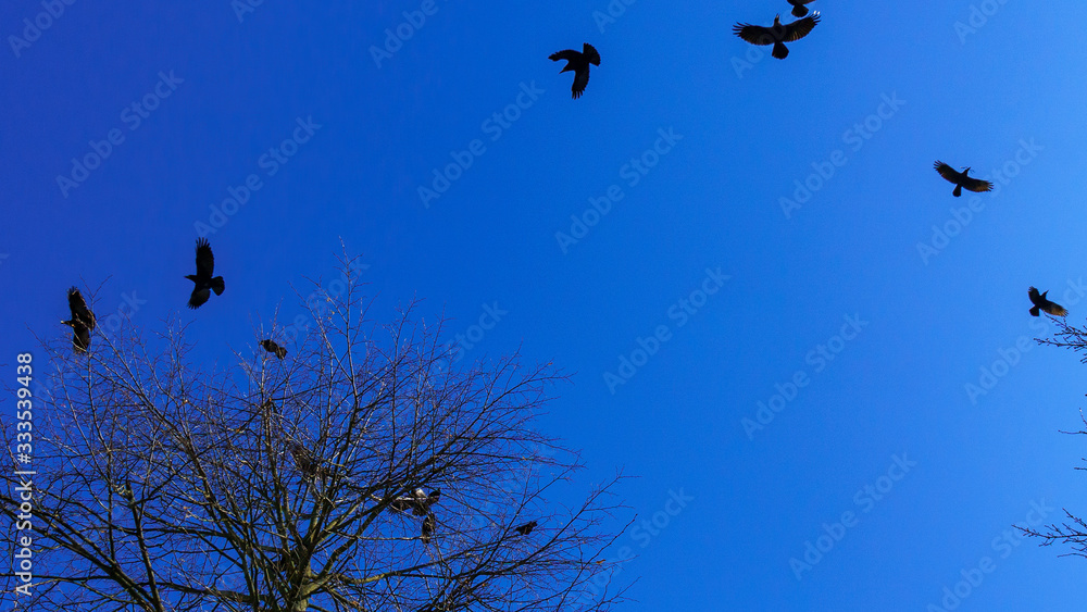 Flock of birds silhouette and tree branches on a classic blue sky background. Space for text. Business concept. Flock of birds silhouette and tree branches on a classic blue sky background. Space for text. Business concept.