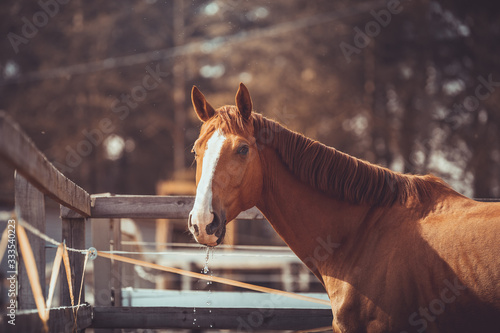 portrait of stunning chestnut budyonny gelding horse with water drops from mouth after drinking in paddock in spring daytime photo