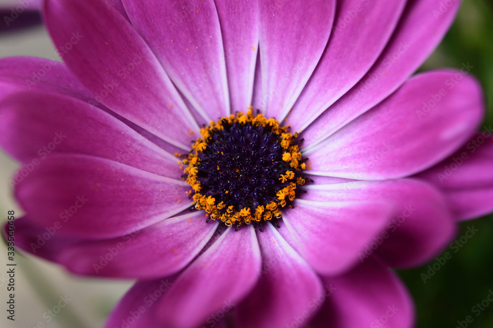 pink flower