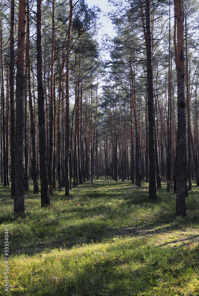 Obraz premium naturalna leśna droga wczesną wiosną