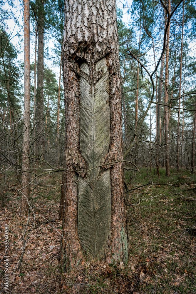 Obraz premium Extraction of pine resin: partially decorticated pine tree trunk
