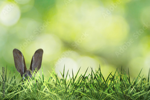 cute easter bunny ears with green grass and green background photo