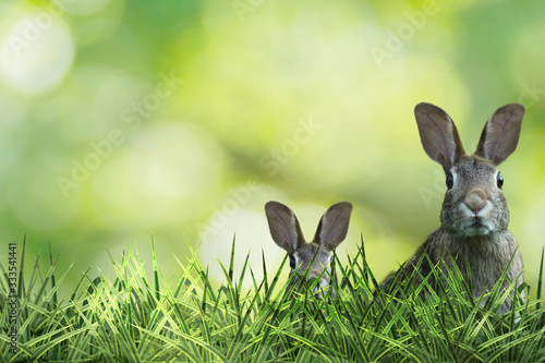 two cute easter bunny with green grass and green background