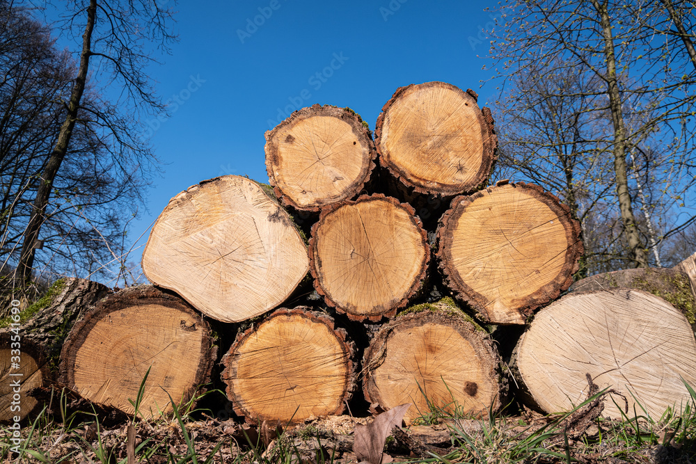 Felled tree trunks stacked in the forest with blue sky in the b