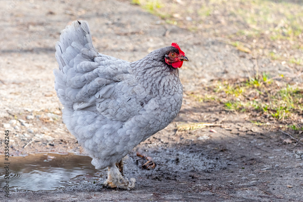 Gray chicken in the farm yard, breeding chickens_