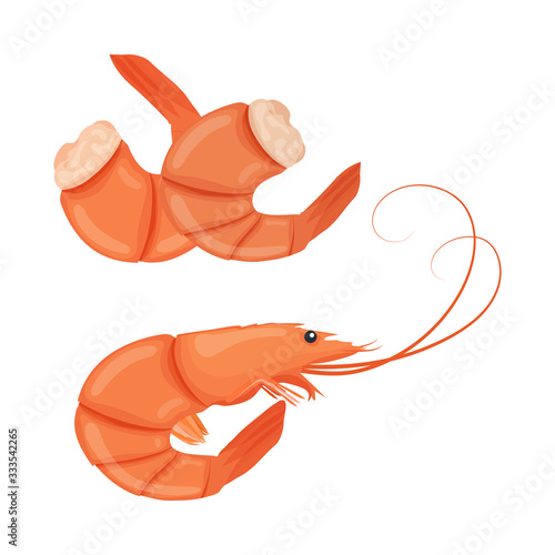 Boiled shrimps. Cooked tiger prawn. Shrimps isolated on white background. Vector illustration.