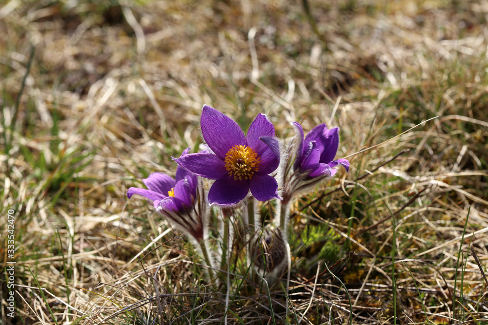 Beautiful purple fluffy flower Oriental Pulsatilla patens pasqueflower Beautiful purple fluffy flower Oriental Pulsatilla patens pasqueflower