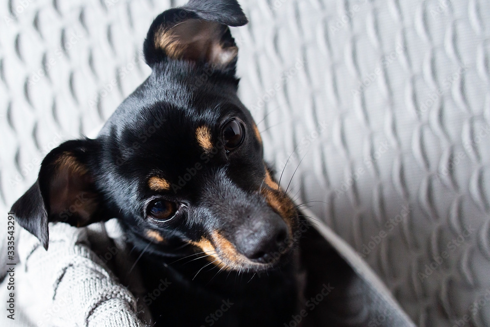 little black dog close-up, portrait