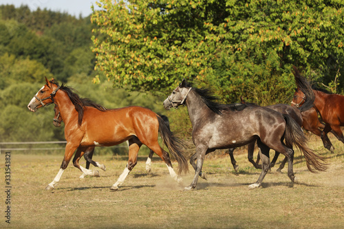 Herd of mares of sport horses galloping on pasture during summer morning  scene from farm