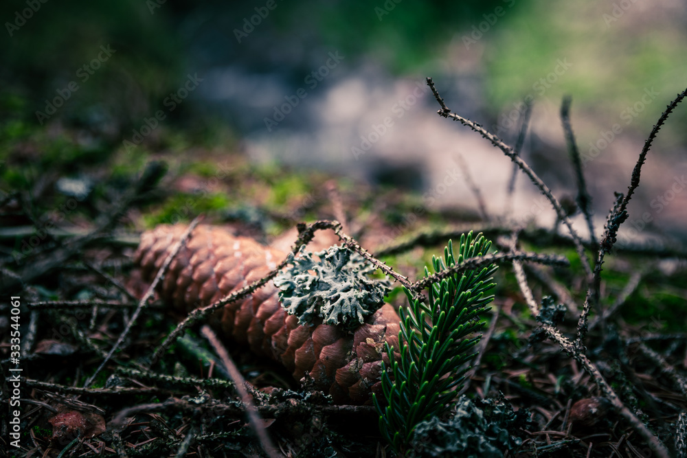 Zapfen im Wald Zapfen im Wald