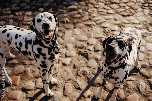 Wallpaper Mural two damatian dogs Torontodigital.ca