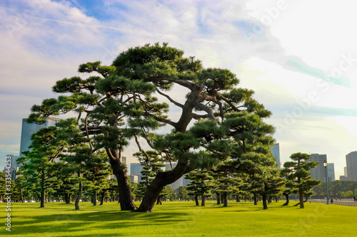 都会の中に映える松の木