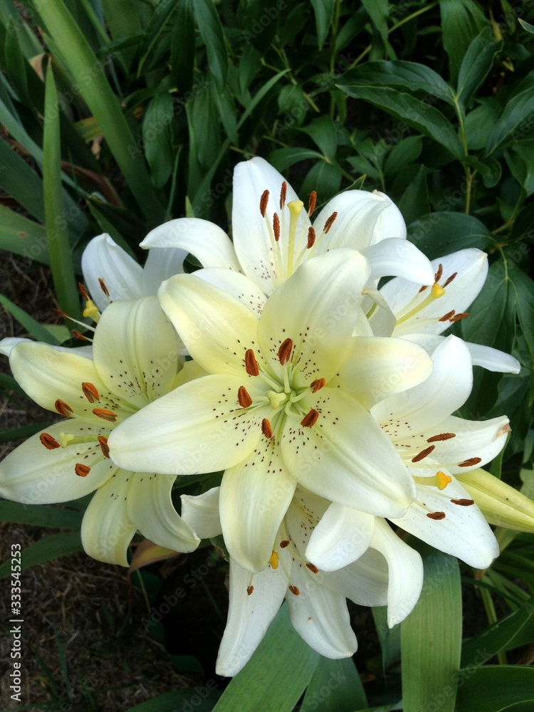 Fototapeta premium white lilies on black background