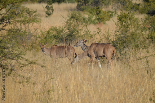 Safari South Africa