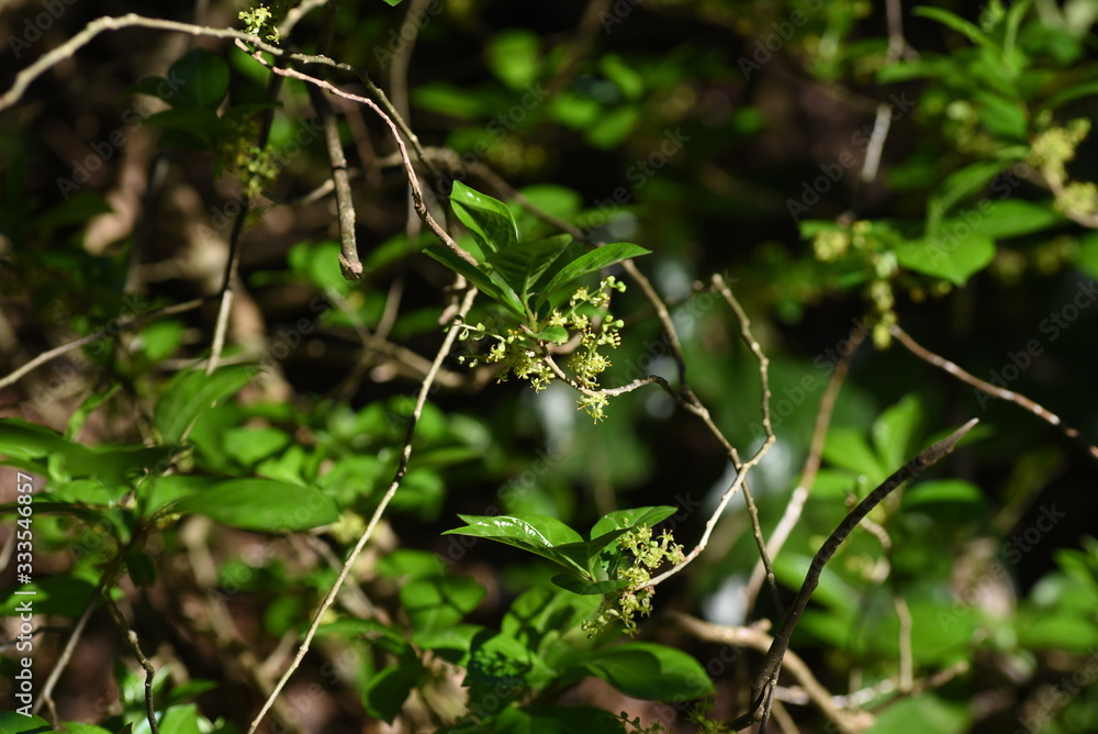 Orixa japonica male flowers / Rutaceae deciduous shrub.