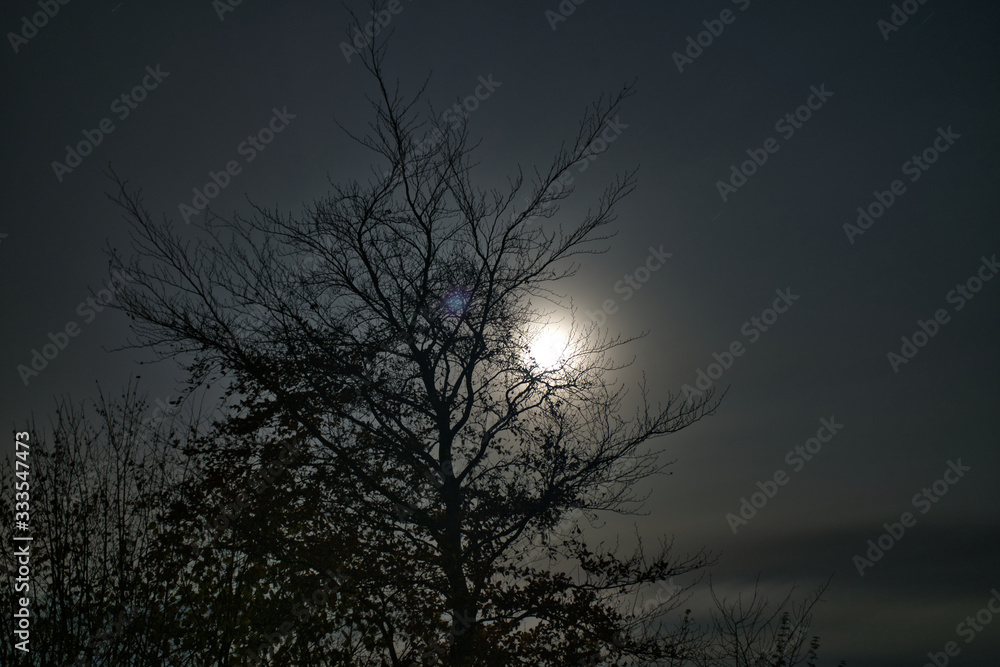 Supermond, Vollmond bei Dämmerung zwischen Bäumen Supermond, Vollmond bei Dämmerung zwischen Bäumen