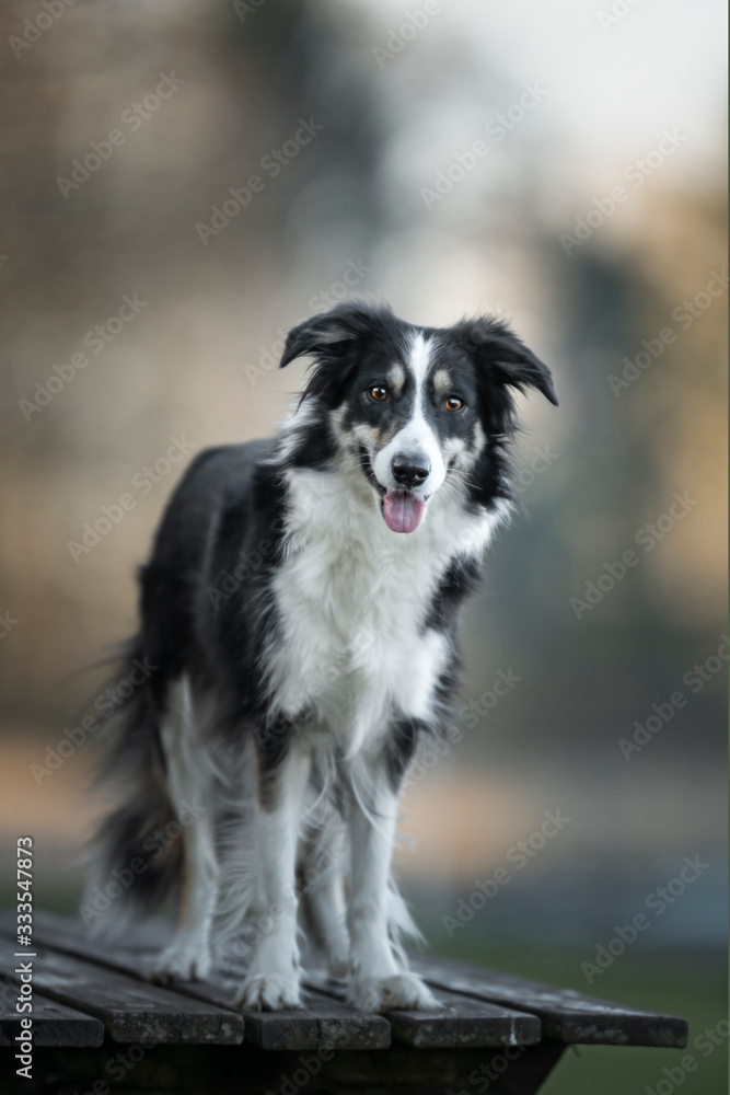 Border Collie Hund steht freundlich im Wald